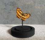 Vlinder in stolp - rariteiten - taxidermie, Ophalen of Verzenden