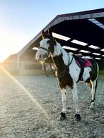 Wandelpaard/weidemaatje, Dieren en Toebehoren, Paarden, Gechipt, Ruin, Niet van toepassing, 7 tot 10 jaar