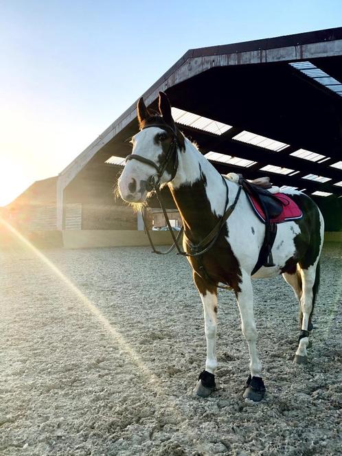 Wandelpaard/weidemaatje, Dieren en Toebehoren, Paarden, Ruin, Niet van toepassing, 160 tot 165 cm, 7 tot 10 jaar, Recreatiepaard
