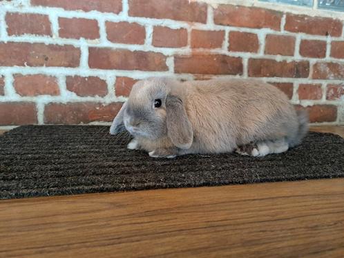 Koppeltje NHD Isabella, Dieren en Toebehoren, Konijnen, Dwerg, Vrouwelijk, 0 tot 2 jaar, Hangoor