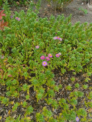 Aster Cordifolius 'Blütenregen' (meerder beschikbaar) beschikbaar voor biedingen