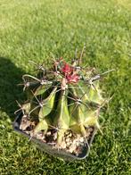 Cactussen Ferocactussen cactus, Huis en Inrichting, Kamerplanten, Ophalen of Verzenden, Minder dan 100 cm, Bloeiende kamerplant