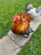 Tam Cochin haantje, Dieren en Toebehoren, Pluimvee, Mannelijk, Kip