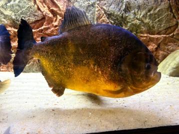 Piranha ( piraya caribe ), Poisson, Poisson d'eau douce