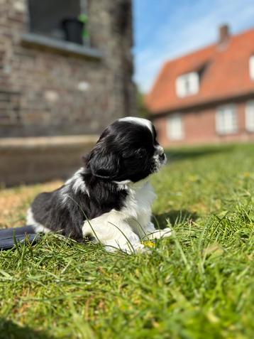 Croisement entre shih tzu et cavalier, Chien (mâle), Autres races, Belgique, 8 à 15 semaines