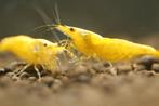 Yellow backline neocaridina