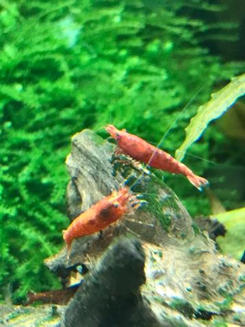 Vuurgarnalen (neocaridina), Dieren en Toebehoren, Kreeft, Krab of Garnaal, Zoetwatervis, Schoolvis