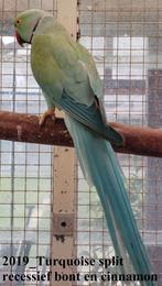 Éleveur de perruches à collier, Animaux & Accessoires, Oiseaux | Perruches & Perroquets, Mâle, Perruche, Bagué