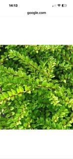 Lonicera Maigrun, bodembedekker, Tuin en Terras, Ophalen, Nieuw