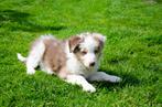 red merle border collie puppies geboren op boerderij, Animaux & Accessoires, Chiens | Bergers & Bouviers, Parvovirose, Particulier