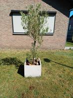 2x olijfboom in pot, Tuin en Terras, Ophalen of Verzenden, Lente, 100 tot 250 cm, Olijfboom