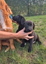 Zwarte Labrador pupjes mannelijk, België, Fokker | Hobbymatig, Reu, 8 tot 15 weken