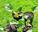 rabarber in pot, Tuin en Terras, Vaste plant, Fruitplanten, Ophalen