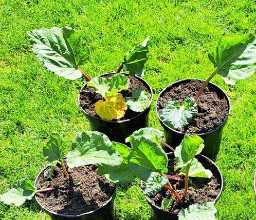 rabarber in pot, Tuin en Terras, Planten | Tuinplanten, Vaste plant, Fruitplanten, Ophalen