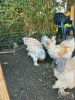 Brahma kippen, Dieren en Toebehoren, Pluimvee, Vrouwelijk, Kip