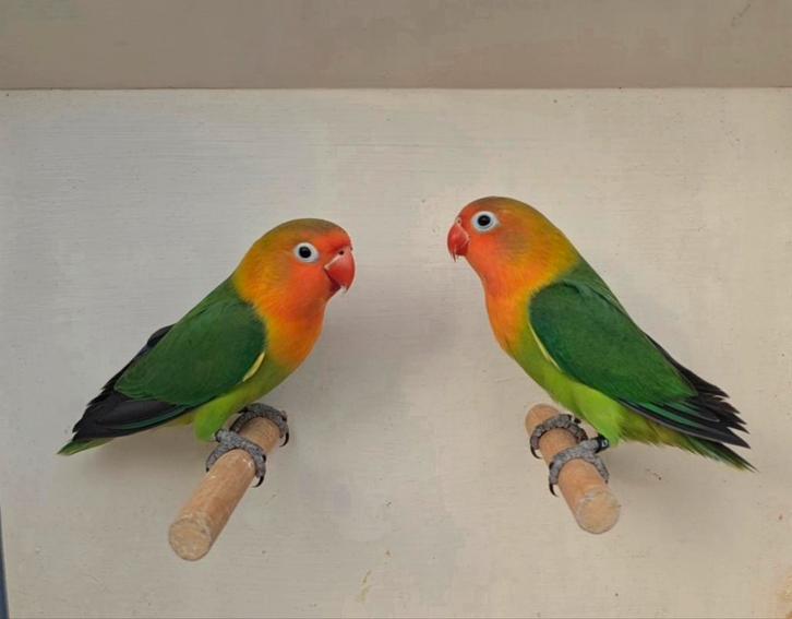 2 Wildkleur Fischeri 2025, Dieren en Toebehoren, Vogels | Parkieten en Papegaaien, Dwergpapegaai of Agapornis, Meerdere dieren