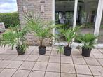 Jonge (redelijk) winterharde palmbomen (Trachycarpus fortune, Halfschaduw, Lente, Minder dan 100 cm, Palmboom