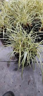Carex, Tuin en Terras, Planten | Tuinplanten, Ophalen