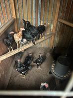 Shamo kuikens tekoop, Dieren en Toebehoren