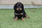 Prachtige langharige dwerg teckel pups (ouders aanwezig), Dieren en Toebehoren, België, CDV (hondenziekte), 8 tot 15 weken, Dwerg