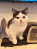 Chatons British Shorthair – Chatterie Al Samarrai, Bruxell, Chat, Avec pedigree, 3 à 5 ans