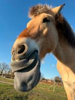 Plaats op browsing paradise te Hoevenen (Stabroek), Dieren en Toebehoren, Stalling en Weidegang, Weidegang, 2 of 3 paarden of pony's