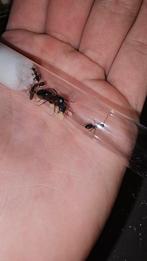 Camponotus ligniperda mieren kolonie tekoop, Dieren en Toebehoren, Insecten en Spinnen