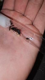 Colonie de fourmis Camponotus ligniperda à vendre