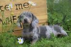 Teckel pups alle kleuren direct beschikbaar, Dieren en Toebehoren, België, 8 tot 15 weken, Korthaar, Dwerg