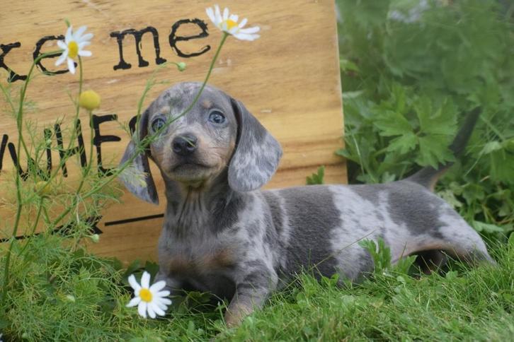 Teckel pups alle kleuren 💖💖💖, Dieren en Toebehoren, Honden | Teckels en Dashonden, Meerdere dieren, Korthaar, Dwerg, Fokker | Professioneel