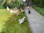 Broedeieren USA Zijdehoen, Dieren en Toebehoren, Pluimvee, Kip
