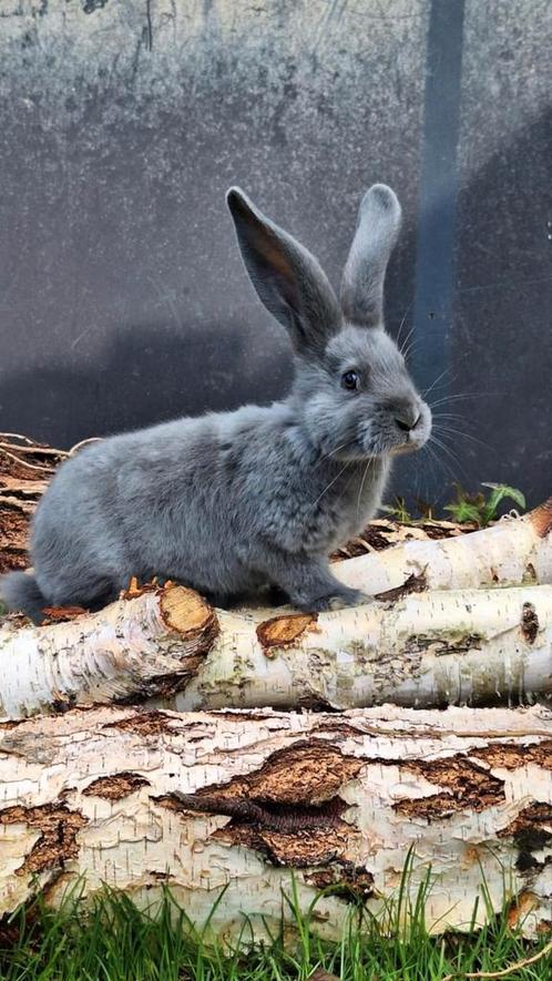 Vlaamse reus Raszuiver blauw konijn, Dieren en Toebehoren, Konijnen, Groot, Meerdere dieren, 0 tot 2 jaar