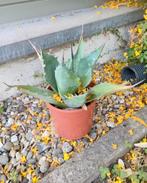 Planten te koop, Ophalen