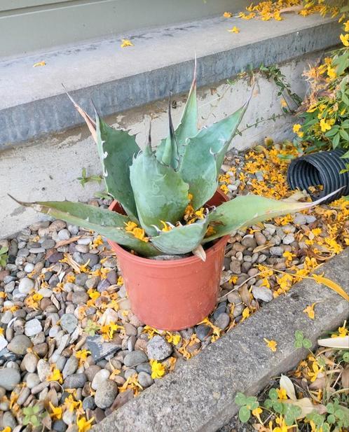 Planten te koop, Tuin en Terras, Planten | Tuinplanten, Ophalen