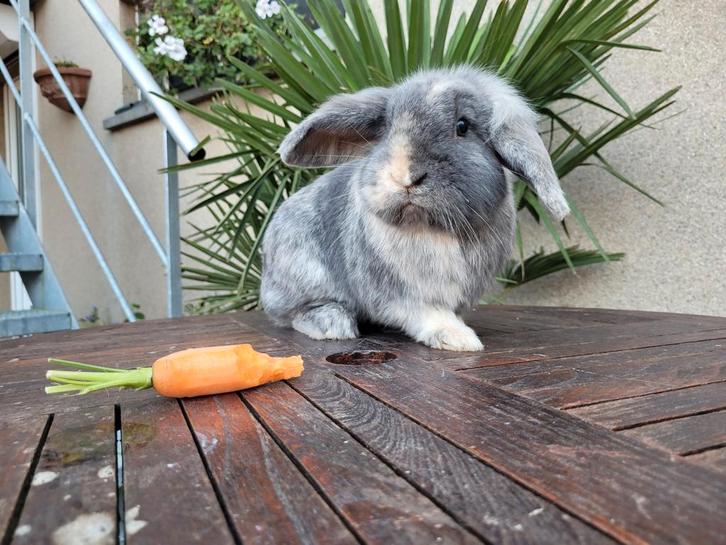 Nederlandse Dwerghangoorkonijnen te koop, Dieren en Toebehoren, Knaagdieren, Meerdere dieren, Overige typen, April, Tam