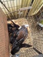 Lapin papillon