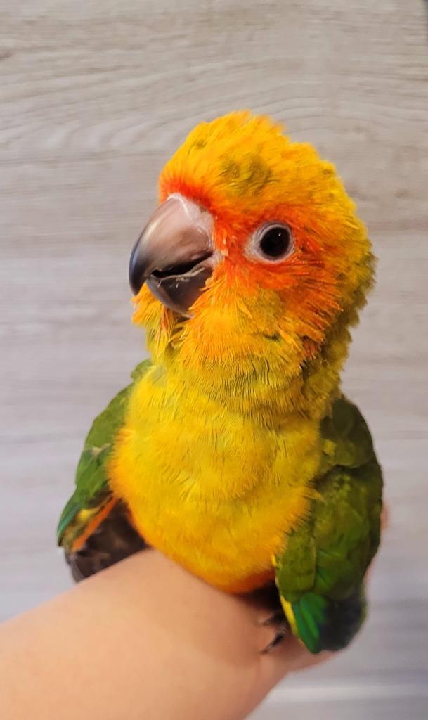 Zonparkiet 💛 EAM mannelijk ♂️ en vrouw ♀️, Dieren en Toebehoren, Vogels | Parkieten en Papegaaien, Parkiet, Meerdere dieren, Tam