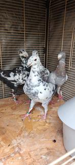 4 Duivinnen te koop, Dieren en Toebehoren, Vogels | Duiven