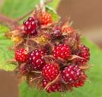 WINEBERRY JAPONAIS, Jardin & Terrasse, Plantes | Arbres fruitiers, En pot, Printemps, Autres espèces, Enlèvement