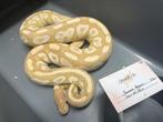 Koningspythons, Dieren en Toebehoren, Slang, Tam