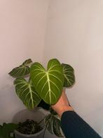 Anthurium clarinevium, Huis en Inrichting, Kamerplanten, Ophalen of Verzenden