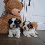 Shihtzu pupjes zoeken een warme thuis!, Dieren en Toebehoren, België, CDV (hondenziekte), 8 tot 15 weken, Meerdere