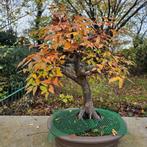 Bonsai Zelkova, Tuin en Terras, Ophalen