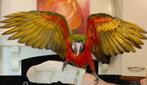 jubilee ara 2025 man, Dieren en Toebehoren, Vogels | Parkieten en Papegaaien, Mannelijk, Papegaai, Tam
