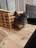 Chinchilla / 1 year old/ male/ Friendly/ Active / Healthy, Dieren en Toebehoren, Knaagdieren, Mei, Chinchilla