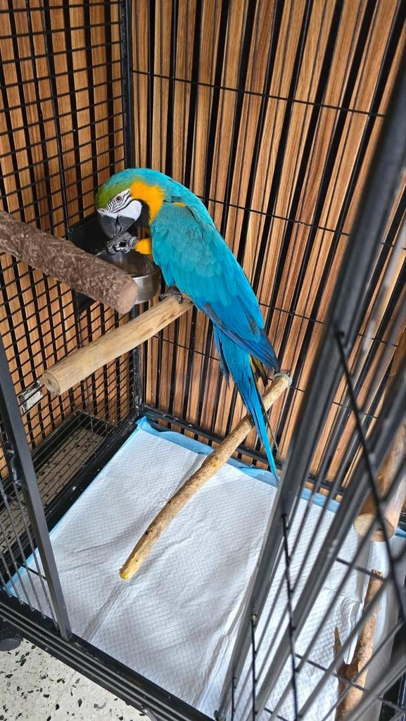 Beschikbaar voor 1850€ of 2350€ per lot gelezen advertenties, Dieren en Toebehoren, Vogels | Parkieten en Papegaaien, Vrouwelijk