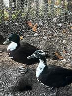 Wilde eenden, Dieren en Toebehoren, Pluimvee