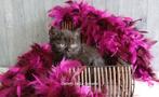 Superspeelse korthaar Selkirk Rex kittens, Poes, Gechipt, 0 tot 2 jaar