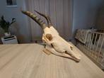 Blesbok schedel, Verzamelen, Dierenverzamelingen, Ophalen of Verzenden, Gebruikt, Wild dier, Gewei of Kop