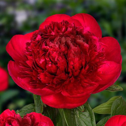 Pivoine herbacée fuchsia - pot 18 cm, Tuin en Terras, Planten | Tuinplanten, Vaste plant, Overige soorten, Halfschaduw, Lente